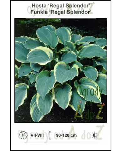 Hosta-Regal-Splendor.jpg