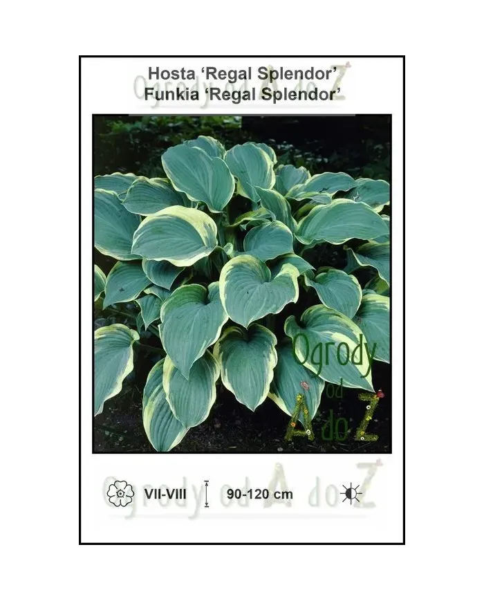 Hosta-Regal-Splendor.jpg