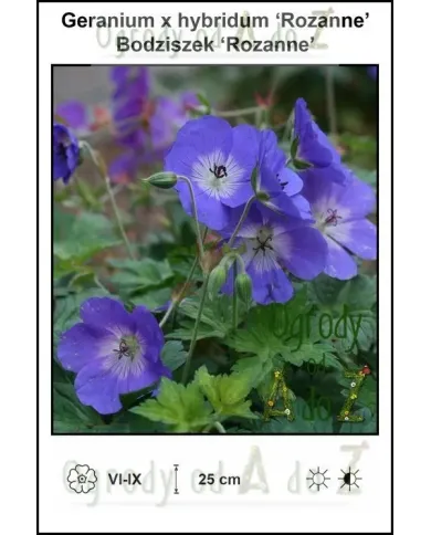 Geranium-x-hybridum-Rozanne.jpg
