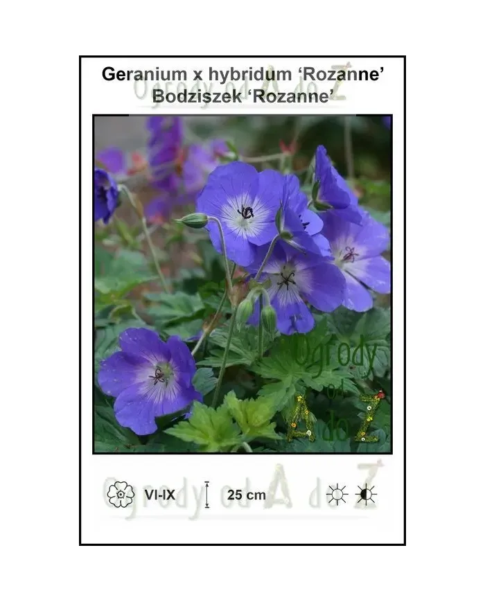 Geranium-x-hybridum-Rozanne.jpg