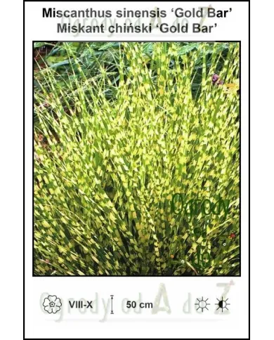 Miscanthus-sinensis-Gold-Bar.jpg