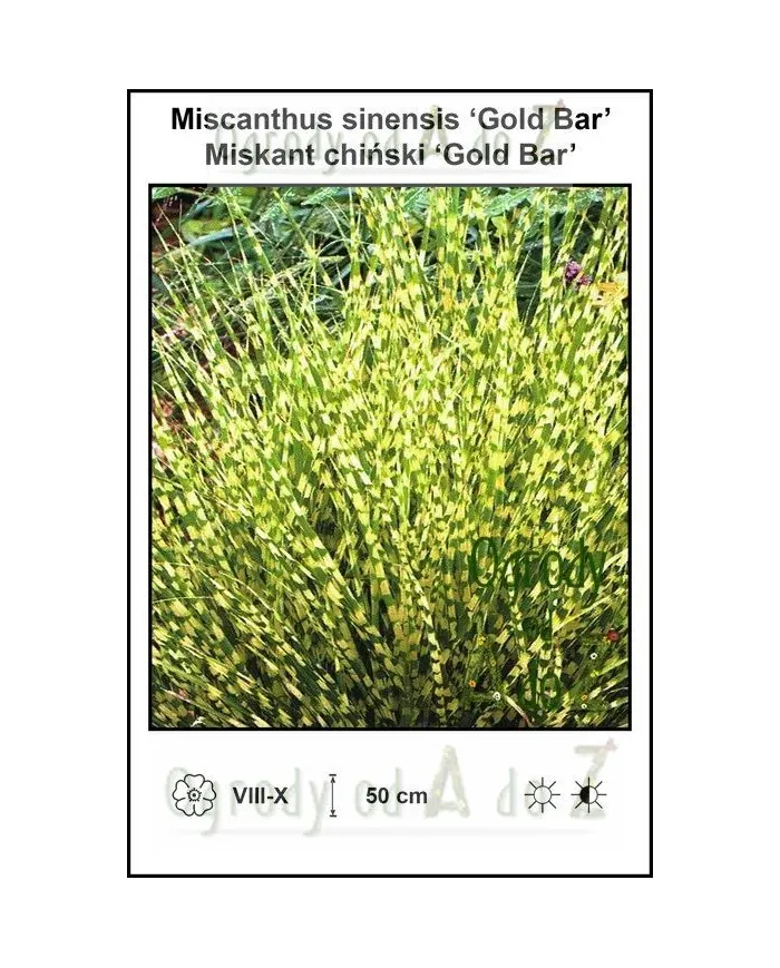 Miscanthus-sinensis-Gold-Bar.jpg