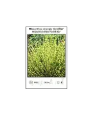 Miscanthus-sinensis-Gold-Bar.jpg