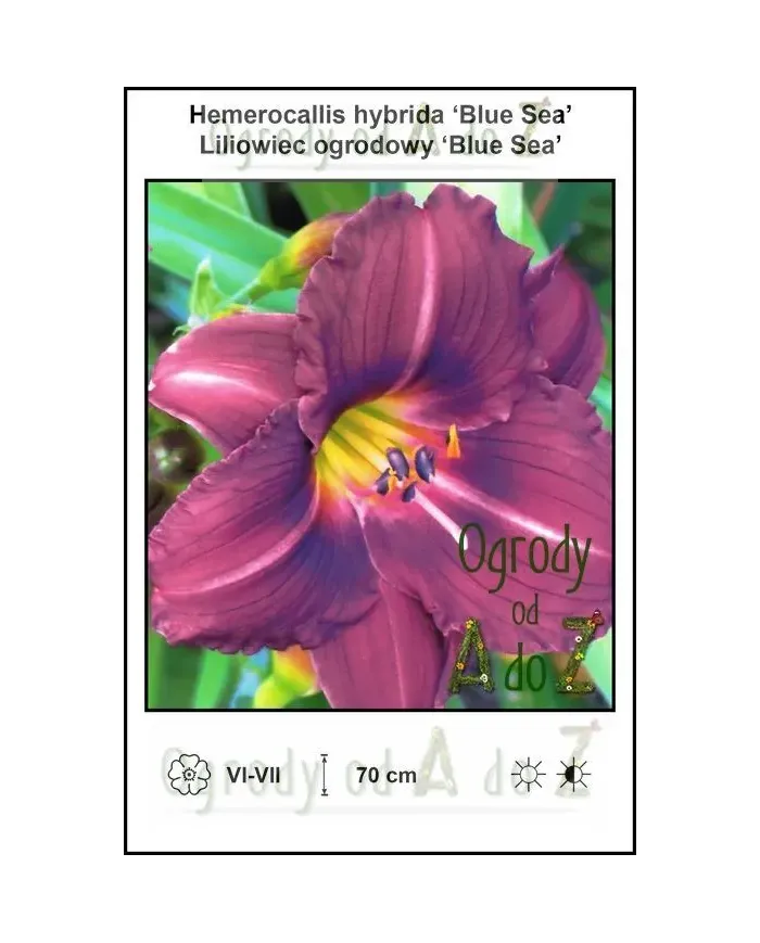 Hemerocallis-hybrida-Blue-Sea.jpg Hemerocallis-hybrida-Blue-Sea.jpg