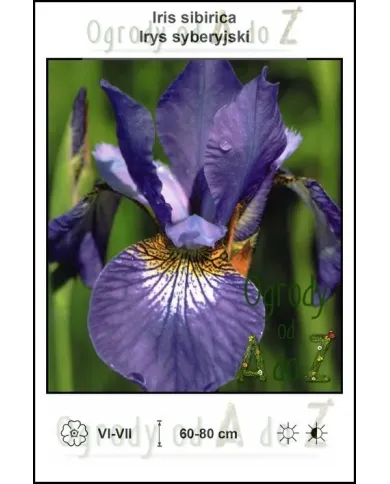 Iris-sibirica-blue.jpg Iris-sibirica-blue.jpg