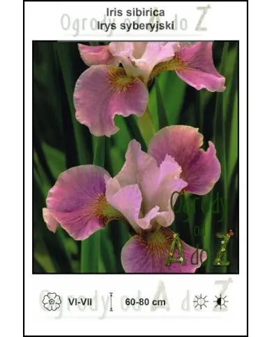 Iris-sibirica-pink.jpg Iris-sibirica-pink.jpg