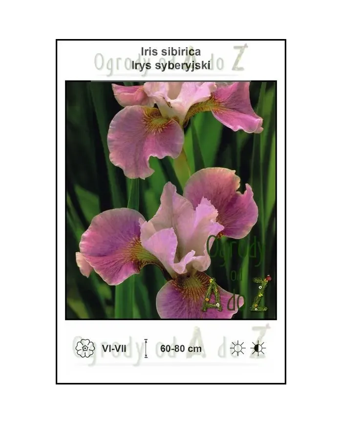Iris-sibirica-pink.jpg