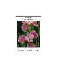 Iris-sibirica-pink.jpg