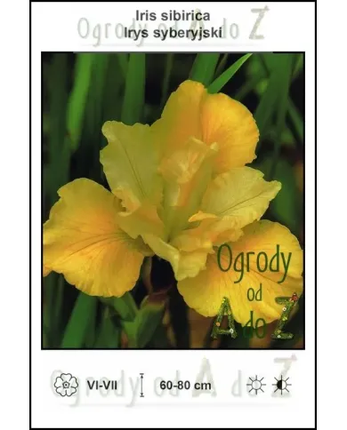 Iris-sibirica-yellow.jpg Iris-sibirica-yellow.jpg