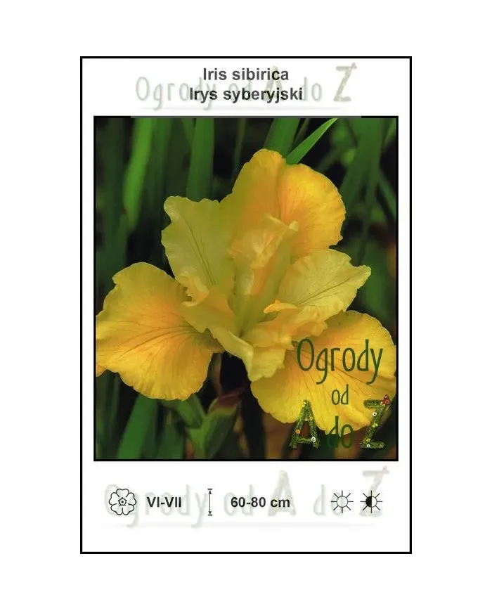 Iris-sibirica-yellow.jpg