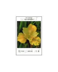 Iris-sibirica-yellow.jpg