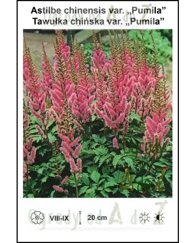 Astilbe-chinensis-var-Pumila.jpg