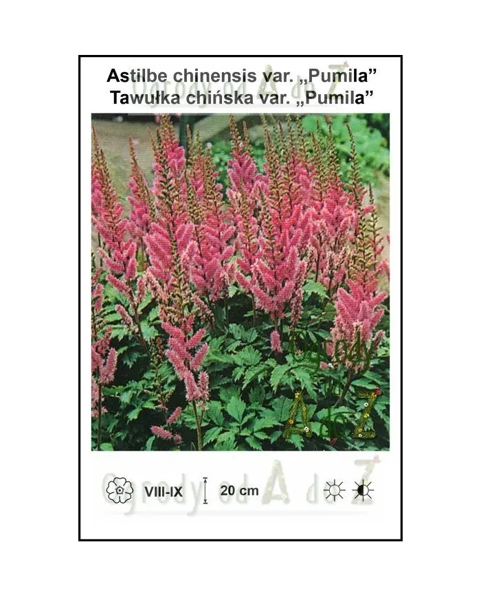 Astilbe-chinensis-var-Pumila.jpg