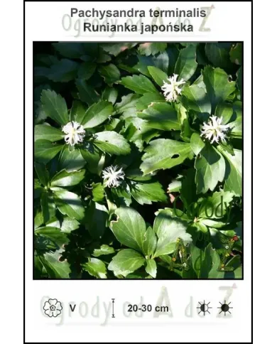 Pachysandra-terminalis.jpg Pachysandra-terminalis.jpg