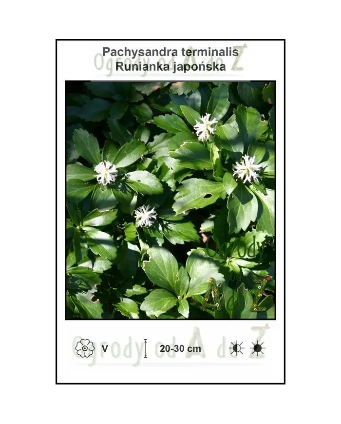 Pachysandra-terminalis.jpg