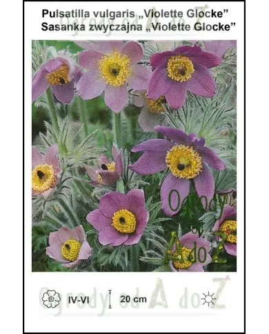 Pulsatilla-vulgaris-Violette-Glocke.jpg Pulsatilla-vulgaris-Violette-Glocke.jpg