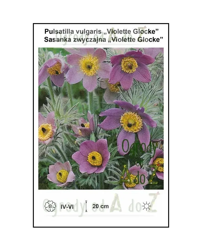 Pulsatilla-vulgaris-Violette-Glocke.jpg
