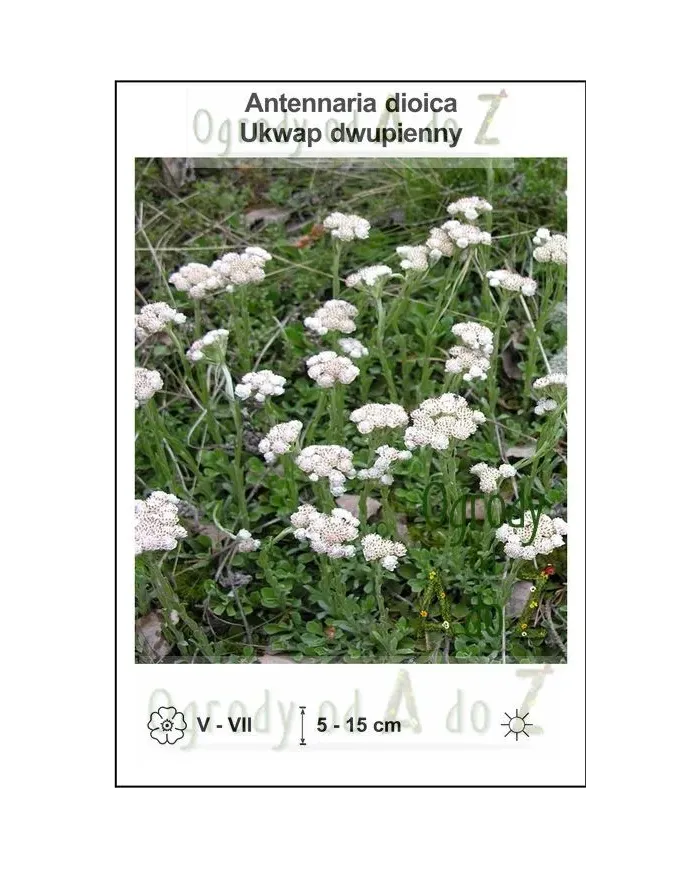 Antennaria-dioica.jpg
