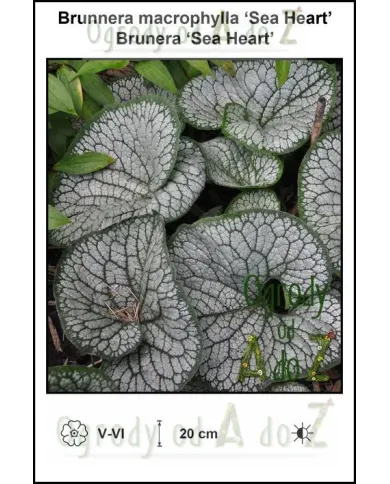 Brunnera-macrophylla-Sea-Heart.jpg Brunnera-macrophylla-Sea-Heart.jpg