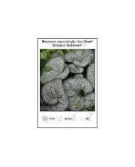 Brunnera-macrophylla-Sea-Heart.jpg