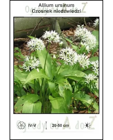 Allium-ursinum.jpg