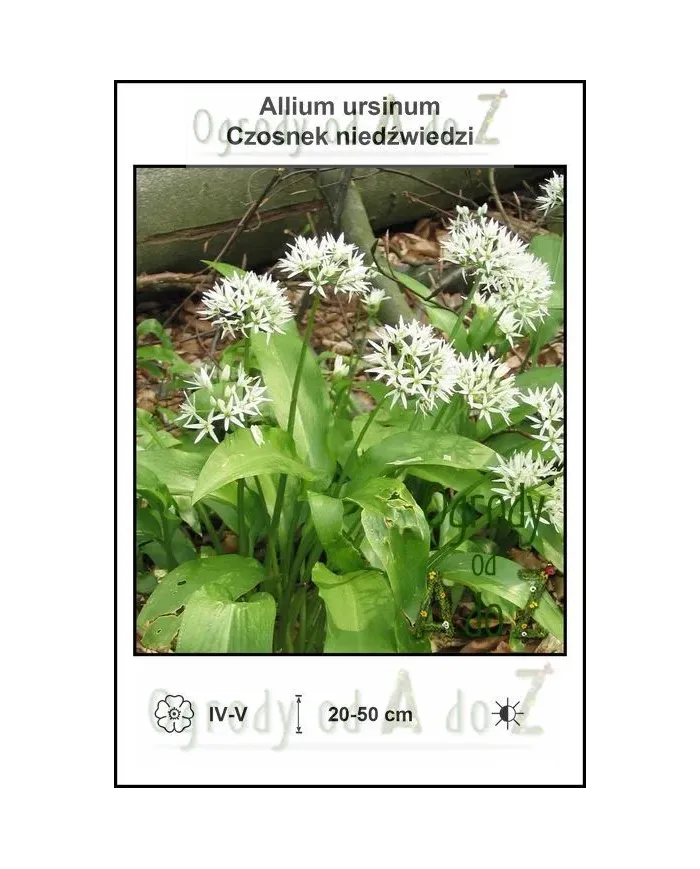 Allium-ursinum.jpg