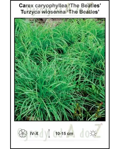 Carex-caryophyllea-The-Beatles.jpg
