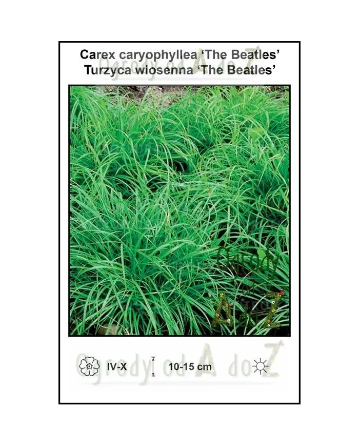 Carex-caryophyllea-The-Beatles.jpg