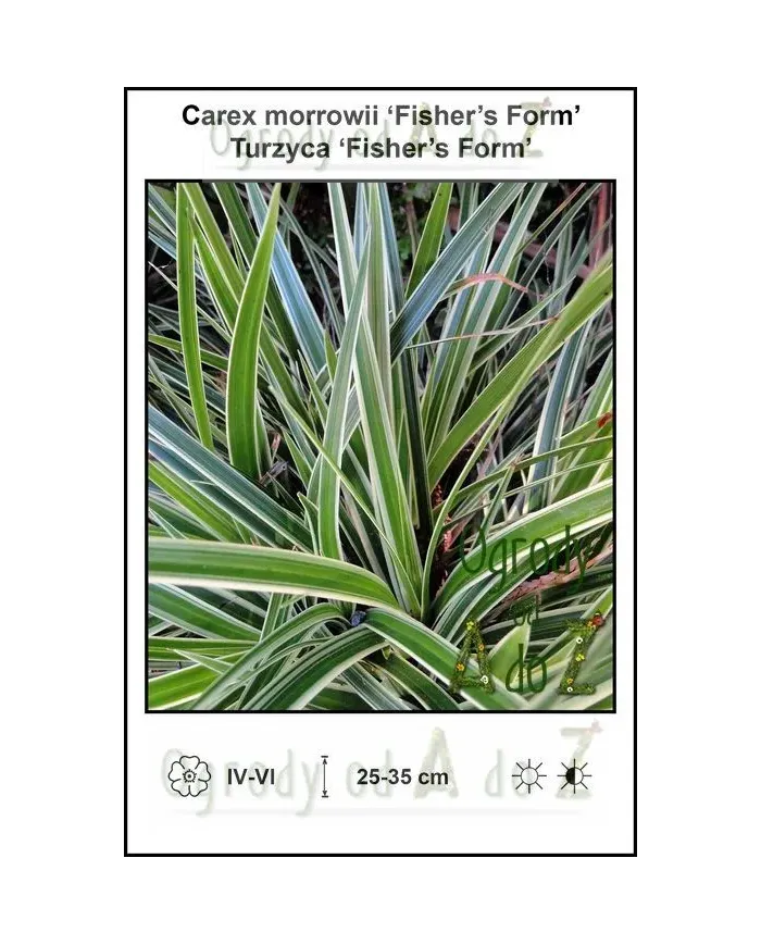 Carex-morrowii-Fishers-Form.jpg