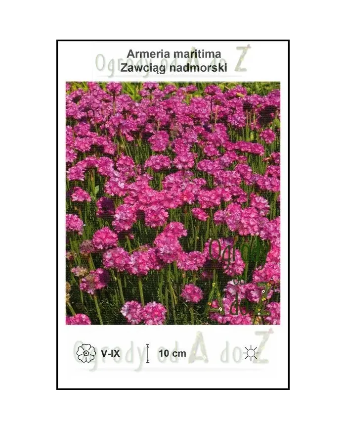 Armeria-maritima.jpg