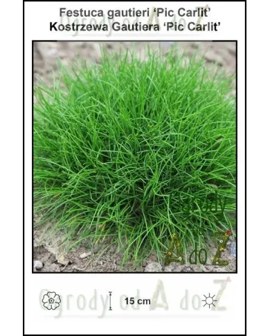 Festuca-gautieri-Pic-Carlit.jpg Festuca-gautieri-Pic-Carlit.jpg