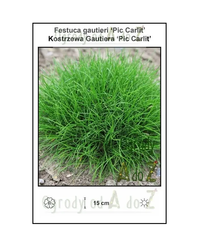 Festuca-gautieri-Pic-Carlit.jpg