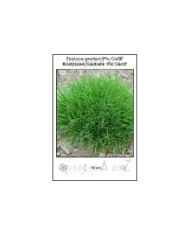 Festuca-gautieri-Pic-Carlit.jpg