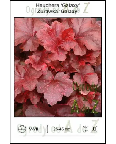 Heuchera-Galaxy.jpg Heuchera-Galaxy.jpg