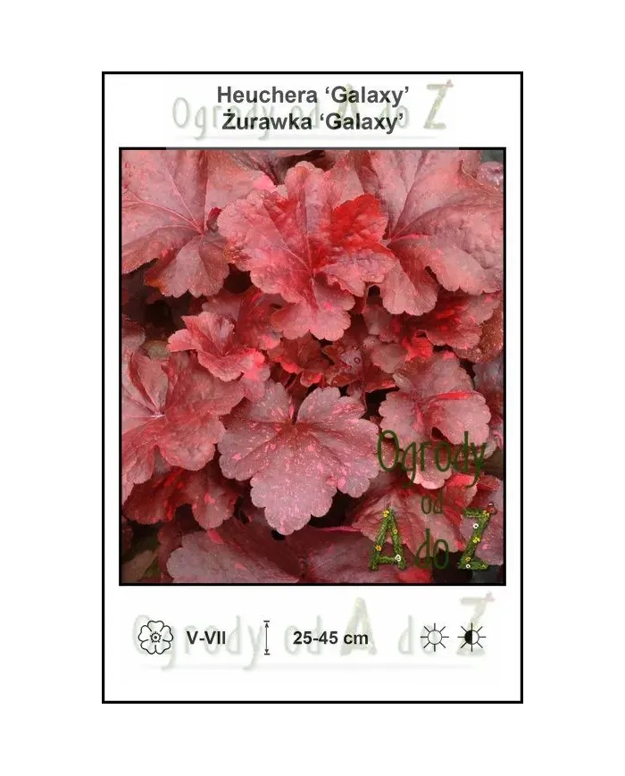Heuchera-Galaxy.jpg Heuchera-Galaxy.jpg