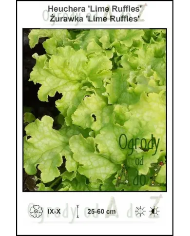 Heuchera-Lime-Ruffles.jpg Heuchera-Lime-Ruffles.jpg