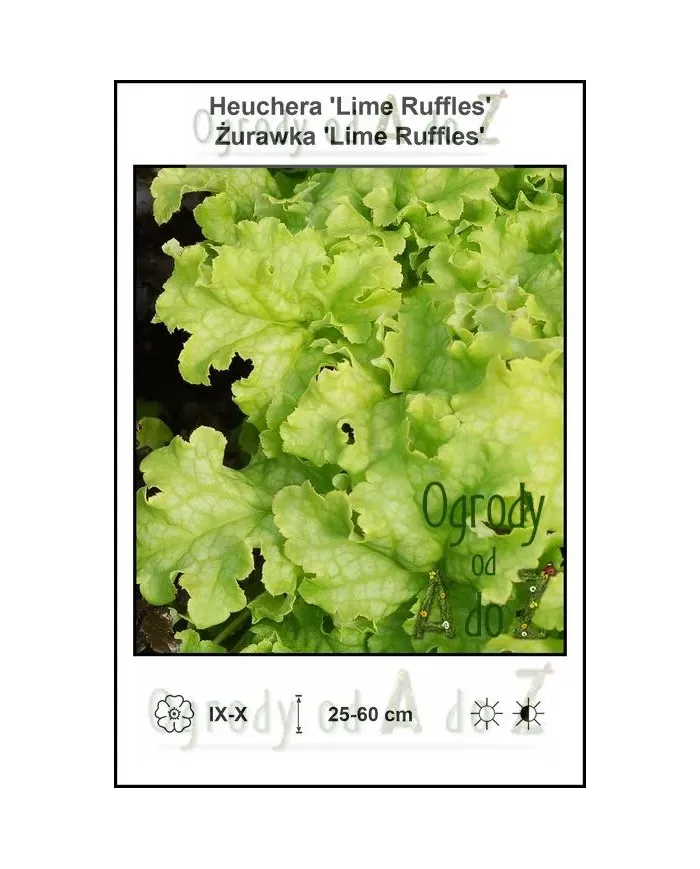 Heuchera-Lime-Ruffles.jpg Heuchera-Lime-Ruffles.jpg