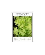 Heuchera-Lime-Ruffles.jpg Heuchera-Lime-Ruffles.jpg