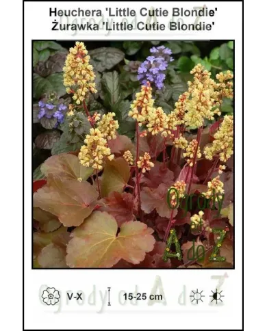 Heuchera-Little-Cutie-Blondie.jpg Heuchera-Little-Cutie-Blondie.jpg
