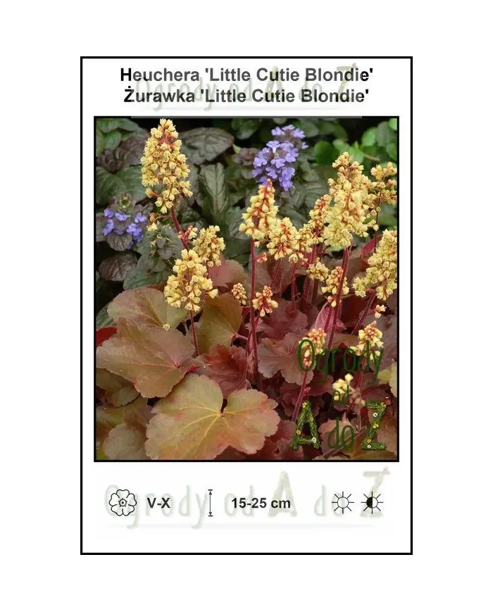 Heuchera-Little-Cutie-Blondie.jpg Heuchera-Little-Cutie-Blondie.jpg