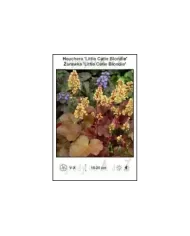Heuchera-Little-Cutie-Blondie.jpg