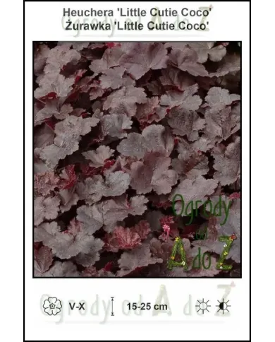 Heuchera-Little-Cutie-Coco.jpg Heuchera-Little-Cutie-Coco.jpg