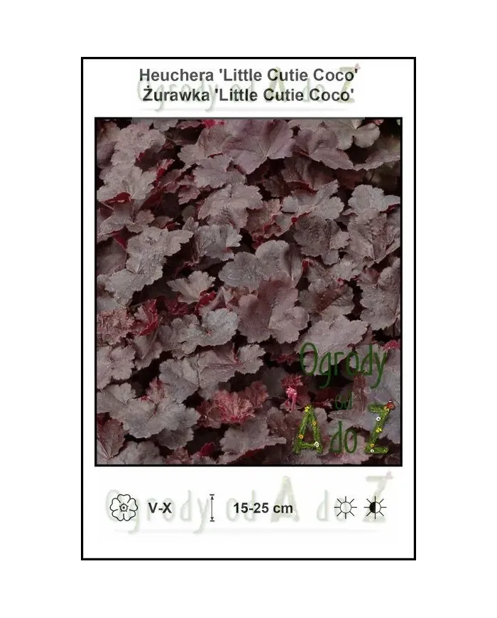 Heuchera-Little-Cutie-Coco.jpg
