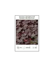 Heuchera-Little-Cutie-Coco.jpg