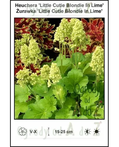 Heuchera-Little-Cutie-Blondie-In-Lime.jpg Heuchera-Little-Cutie-Blondie-In-Lime.jpg