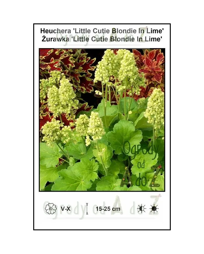 Heuchera-Little-Cutie-Blondie-In-Lime.jpg