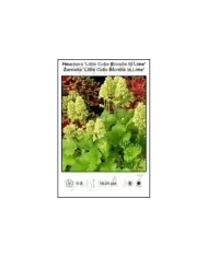 Heuchera-Little-Cutie-Blondie-In-Lime.jpg