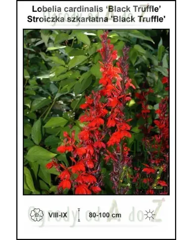 Lobelia-cardinalis-Black-Truffle.jpg