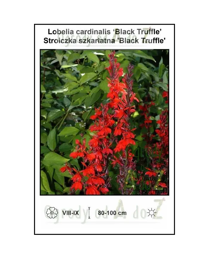 Lobelia-cardinalis-Black-Truffle.jpg
