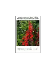 Lobelia-cardinalis-Black-Truffle.jpg